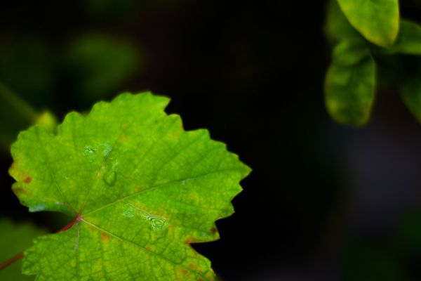 绿色植物叶片